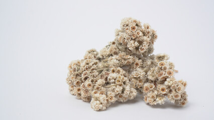 Obraz premium Dried White Wild Flowers Isolated on White Background