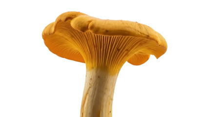 Golden chanterelle mushroom PNG isolated on transparent background, edible fungi with trumpet shape for gourmet cooking and culinary arts