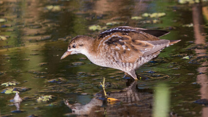 great crested grebe in water