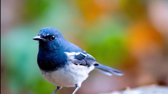 A captivating close-up shot features a small, elegant bird perched gracefully in its natural habitat. The bird displays striking black and white plumage, with a vibrant dark blue head and back contras