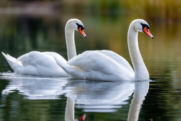 Obraz premium Swans gliding gracefully over a serene lake during a sunny afternoon