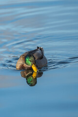Danish Grey Duck, Male. Swimming in a lake