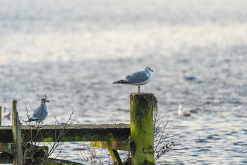 Seagull on a pole by the jetty.