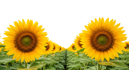 Obraz premium Bright Sunflowers in Field on Sunny Day Nature Scene Isolated on transparent background