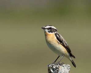Winchat on a branch