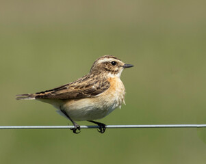 Winchat on a branch