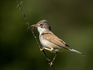 whitethroat on a branch