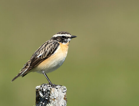 Winchat on a branch
