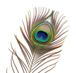Fototapeta premium Peacock feather display nature isolated on transparent background