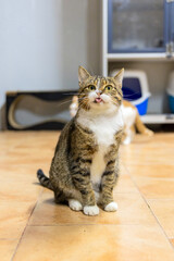 Tabby and White Cat in Shelter Playroom