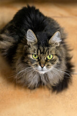 Obraz premium Fluffy Long-Haired Tabby Cat in Shelter Room