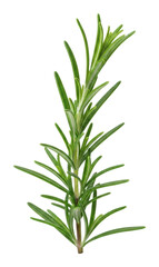 Fototapeta premium Harvesting fresh rosemary herb kitchen culinary guide home isolated on transparent background