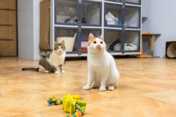 Two white cats playing with toys on floor