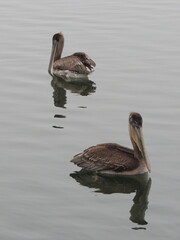 Two brown pelicans passing like two ships on the water
