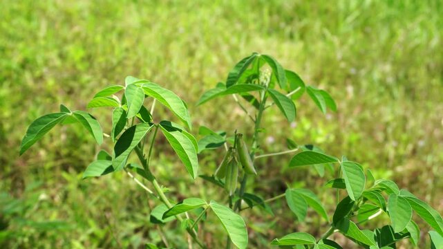 Rattlebox plants and habitat