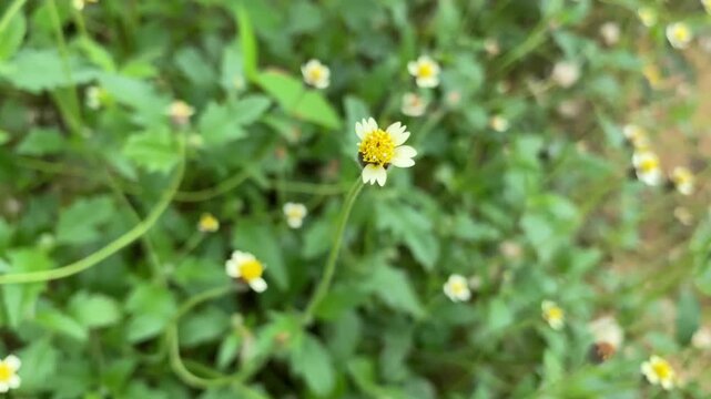 small wildflower Tridax procumbens with white petals and bright yellow center, surrounded by lush, low-growing green foliage.