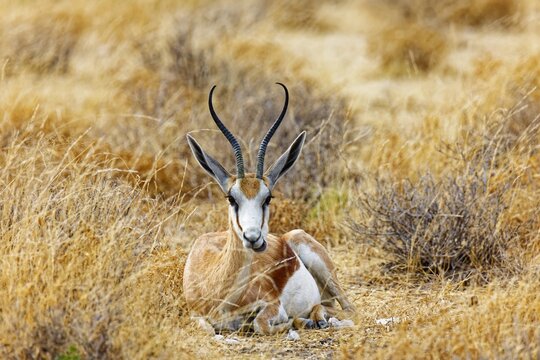 Springbock