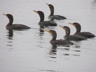 A group of cormorants following the fish looking for a meal