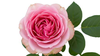 Fototapeta premium Pink Rose Blossom with Leaves on a Transparent Background PNG Image