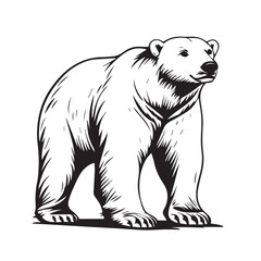 polar bear vector