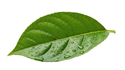 Obraz premium Green Leaf with Water Droplets on a Transparent Background PNG Image