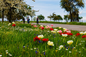 Springtime Cyclists Enjoy a Vibrant Landscape of Blooming Flowers in Germany's Countryside