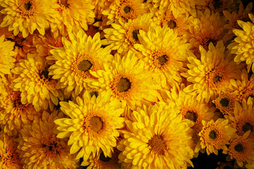 Bright Yellow Chrysanthemum and Aster Flowers Blooming in a Vibrant Garden Setting During Warm Summer Days