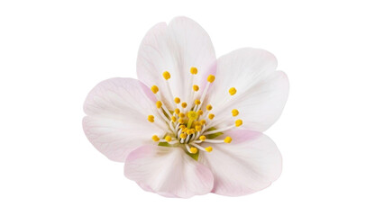 Fototapeta premium Isolated Cherry Blossom PNG Image on a Transparent Background