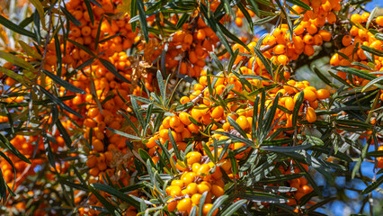 Bright orange berries on a sea buckthorn tree in a sunny location during late summer © Fleuronica