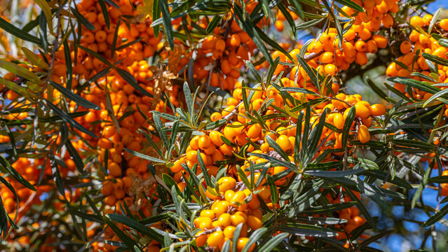 Bright orange berries on a sea buckthorn tree in a sunny location during late summer