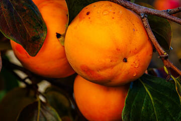 Gardening background. Persimmon Ripe orange fruits and green leaves in autumn garden in rainy day. Kaki plum tree. Japanese persimmon, Diospyros kaki  Lycopersicum fruits