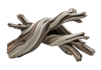 Twisted weathered driftwood with a unique organic shape, isolated on transparent background