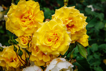 Yellow Roses Bloom in a Garden During the Spring Season Under Bright Sunlight