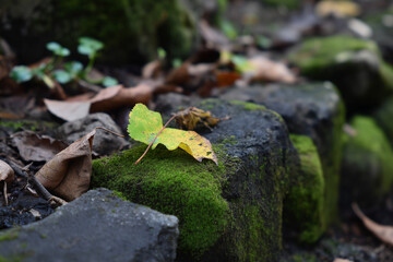 Obraz premium A close-up shot of a vibrant yellow leaf resting on a moss-covered stone, surrounded by fallen leaves, capturing the essence of autumn's beauty in nature's cycle of life.