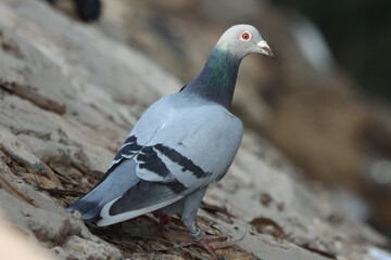 the carrier pigeon stands on the ground