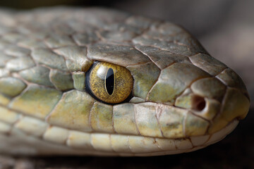 Obraz premium A stunning close-up of a snake's eye, showcasing its intricate textures and colors that reflect the captivating beauty of the reptile family in nature.