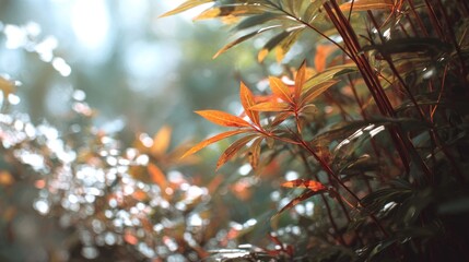 Autumnal foliage in a soft focus outdoor scene with warm sunlight glow
