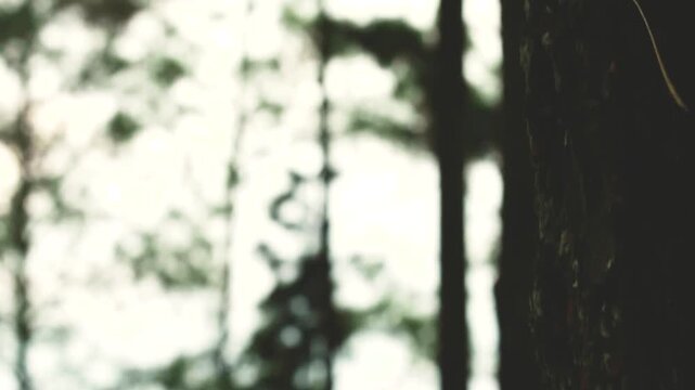 Close-up image of a tree bark silhouette from bottom to top with a blurred background of trees in the forest