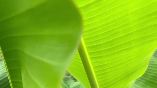 Detail of the bright green surface of a young banana leaf, focusing on the texture of the parallel veins.