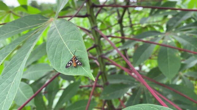 A tiger moth (orange and black) with striking striped patterns, perched on the surface of a green cassava leaf in the middle of a lush garden.