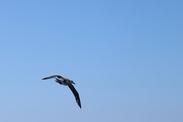 shy albatross