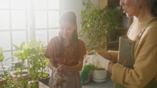 Tilt up shot of pre-teen Caucasian girl and senior grandmother preparing for home gardening, putting on gloves in cozy living room with houseplants