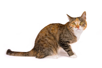 młody kot na białym tle