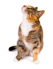 młody kot na białym tle