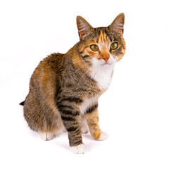 młody kot na białym tle