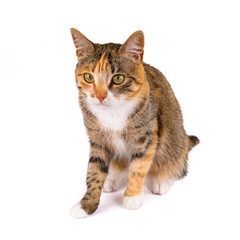 młody kot na białym tle