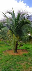 Obraz premium Fresh green coconut palm tree with ripe coconuts growing on a tropical plantation, surrounded by lush grass and natural soil, symbolizing tropical farming and nature.