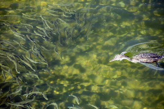 View of a dense school of fish shimmering beneath the clear water, evading a solitary shag gliding through, Nelson, Nelson Region, New Zealand.