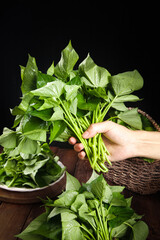 Fresh Green Leafy Vegetables and Tender Leaves in Hand