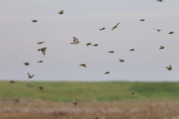 goldfinch